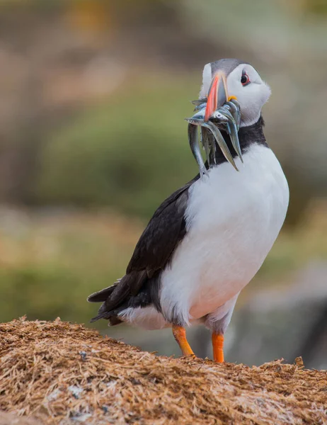 A closeup shot of a Puffin comp bird hunted fishes and standing on a rock with blurred background