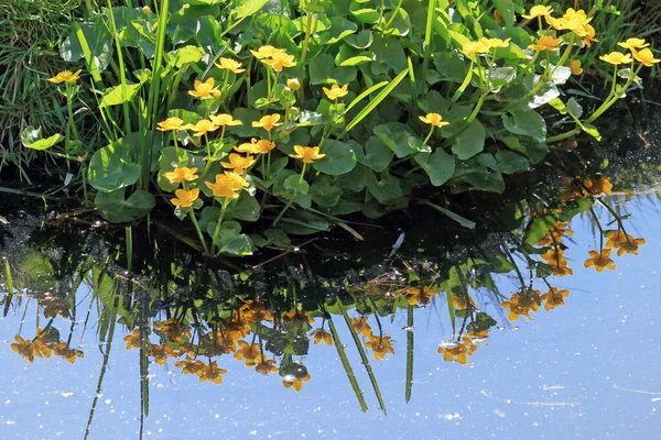 Sebuah Foto Closeup Marsh Marigold Berbunga Atau Kingcup Tepi Air — Stok Foto