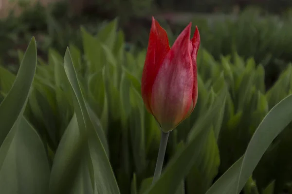 Gros Plan Une Tulipe Rose Solitaire Fleurissant Dans Jardin — Photo