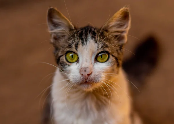 Macro Shot Adorable Kitten Green Eyes Looking Camera — Foto Stock