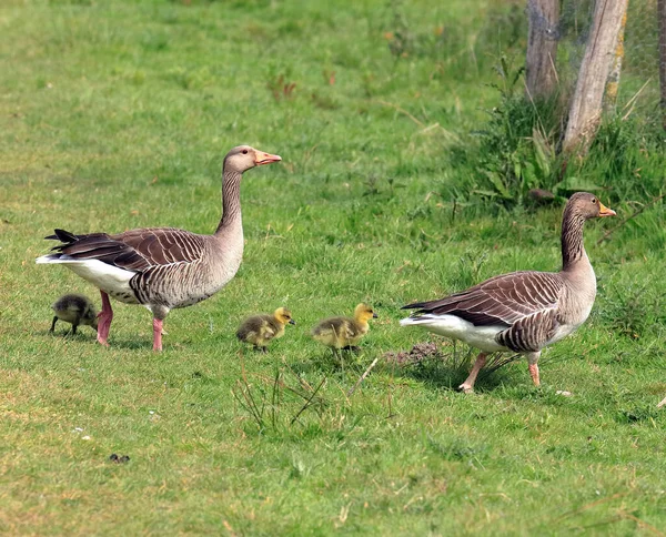 Couple Adult Greylag Geese Chicks Meadow — Stock Photo, Image