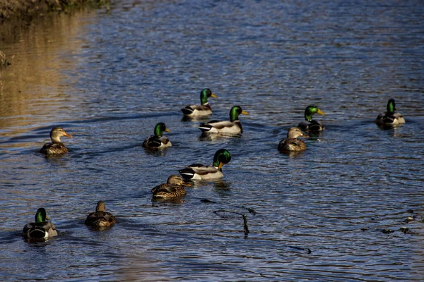 Flock Adorable Ducks Swimming Blue Lake Wildlife — 图库照片