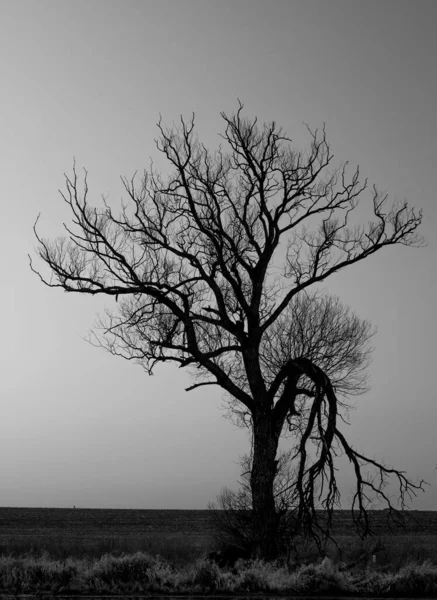 Ένα Γκρι Πλάνο Ενός Δέντρου Χωρίς Φύλλα Στο Χωράφι Σούρουπο — Φωτογραφία Αρχείου