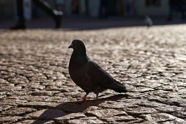 Closeup Shot Black Pigeon Pavement Bellinzona Switzerland — 图库照片