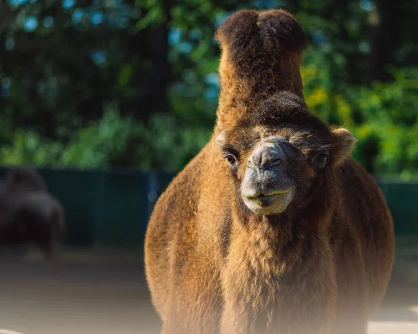 Eine Nahaufnahme Eines Baktrischen Kamels Einem Zoo Sonnenlicht Mit Verschwommenem — Stockfoto