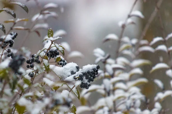 Eine Nahaufnahme Schwarzer Trauben Reifer Beeren Die Mit Schnee Bedeckt — Stockfoto