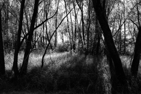 Серый Кадр Рядов Деревьев Лесу Высокой Травой Солнцем — стоковое фото