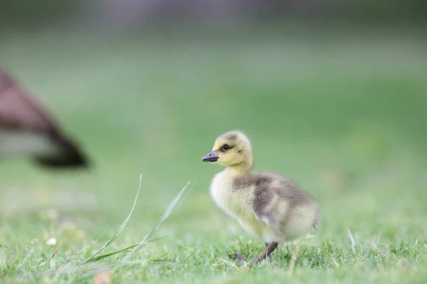 Gros Plan Mignon Petit Canard Extérieur — Photo