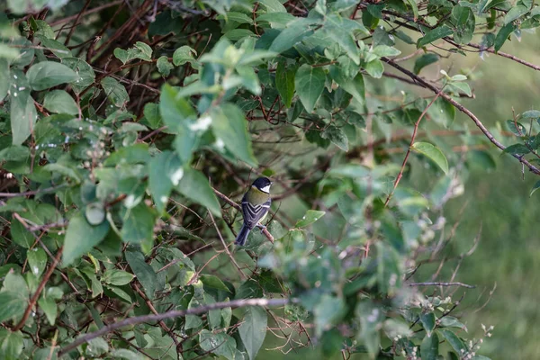 Foco Raso Pequeno Pássaro Sentado Galho Árvore — Fotografia de Stock