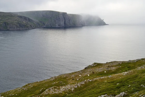 Otlayan Ren Geyikleriyle Güzel Bir Manzara Nordkapp Norveç Sudaki Yeşil — Stok fotoğraf