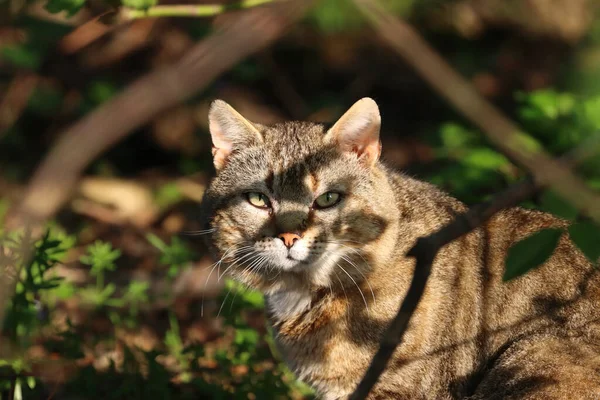 Nahaufnahme Einer Dicken Katze Die Sich Bei Sonnigem Wetter Einem — Stockfoto