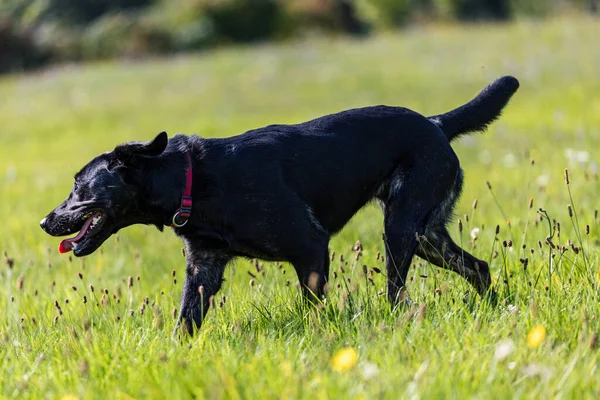 Çimen Tarlasında Sevimli Siyah Labrador Retriever — Stok fotoğraf