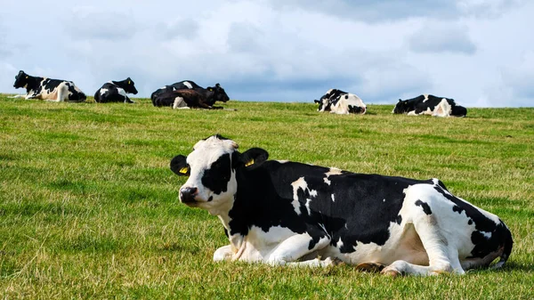 Campo Verde Con Vacas Durante Día —  Fotos de Stock