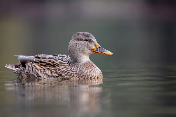 Closeup Shot Female Mallard Duck Floating Calm Pond — Stockfoto