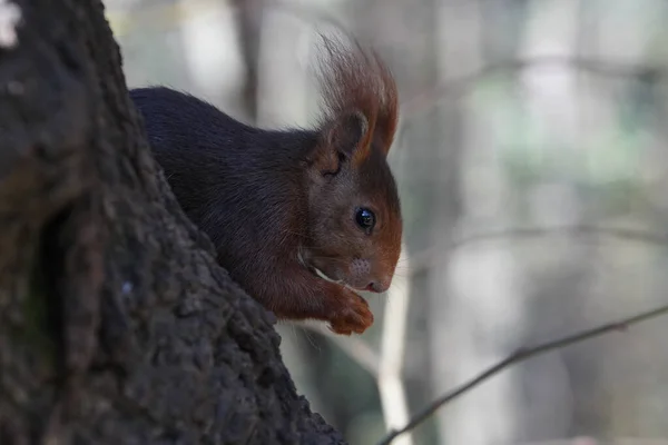 Closeup Shot Cute Squirrel Branch Tree — Stockfoto