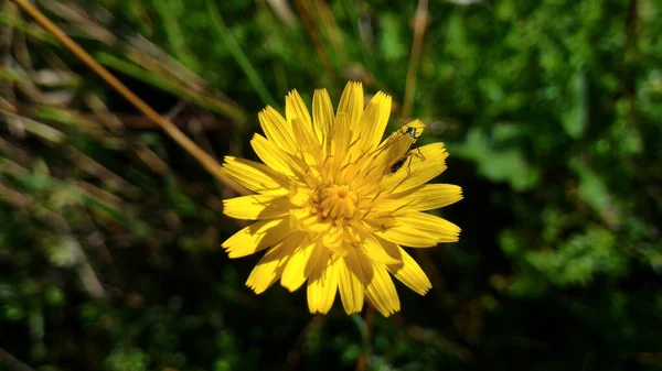 Ένα Κίτρινο Hawkweed Έντομο Ανάμεσα Στα Πέταλα Ένα Θολό Φόντο — Φωτογραφία Αρχείου