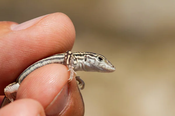 Een Close Van Een Kleine Acanthodactylus Lizard Een Menselijke Hand — Stockfoto