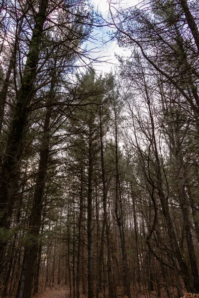 Een Prachtig Uitzicht Grote Bomen Het Bos Een Zonnige Dag — Stockfoto