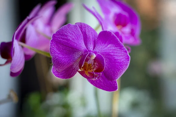 Вибірковий Фокус Красиво Фіолетових Квітів Phalaenopsis Розмитим Тлом — стокове фото