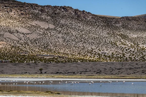 Hegyek Folyó Chile Északi Részén Nappal — Stock Fotó