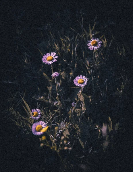 Vertikal Bild Vackra Lila Robin Groblad Blommor Bland Gräset — Stockfoto
