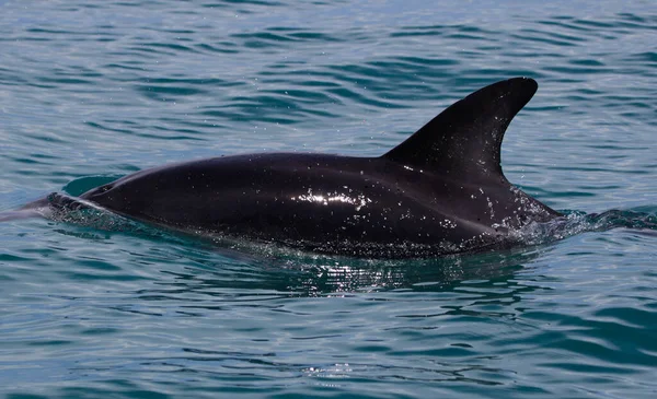 Gros Plan Beau Dauphin Nageant Dans Mer Bleue — Photo