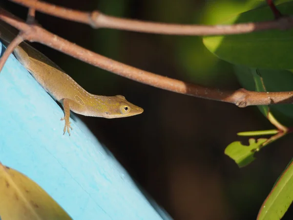 Closeup Shot Small Brown Green Lizard Blue Surface — Stock Photo, Image