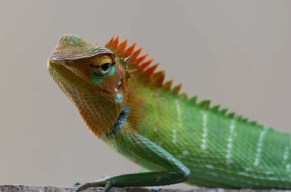 Zbliżenie Zdjęcia Dzikiego Kolorowego Kameleona Zamazanym Tłem — Zdjęcie stockowe