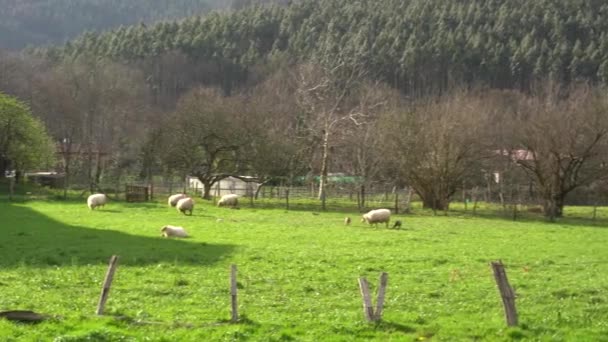 Вівці Пасуться Зеленому Полі — стокове відео