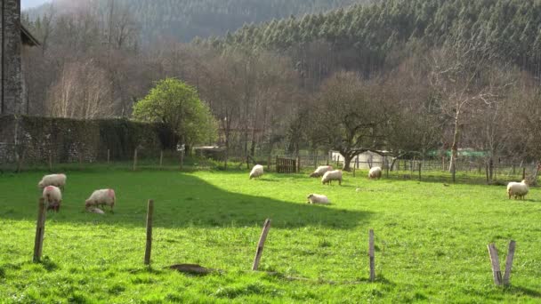 Sheep Grazing Green Field — Stock Video