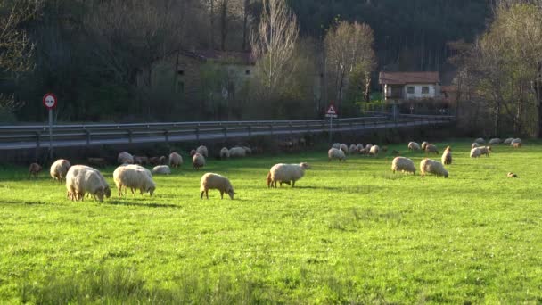 Imágenes Granja Ovejas Pueblo Montaña — Vídeos de Stock