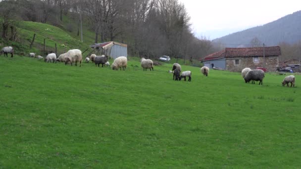 Footage Sheep Farm Mountain Village — Stock Video