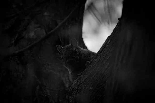 Szary Ujęcie Wiewiórki Drzewie — Zdjęcie stockowe