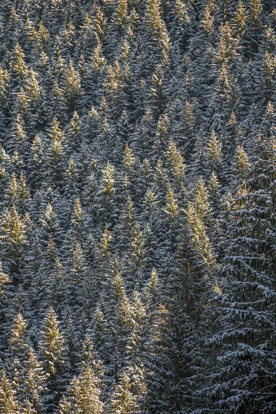 Una Vista Escalofriante Bosque Invernal Campo — Foto de Stock