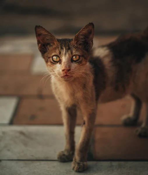 Primer Plano Lindo Gato Mirando Cámara Habitación — Foto de Stock