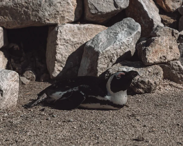 太陽の下で地面に横たわっているアフリカのペンギンの閉鎖 — ストック写真