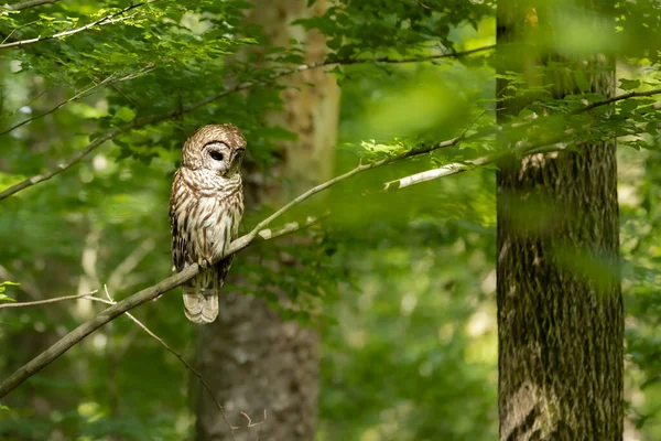 Hibou Assis Sur Banc Avec Fond Feuillage — Photo