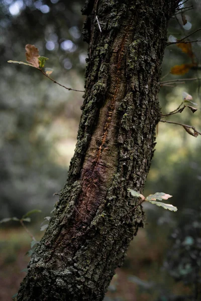 Вертикальний Виріб Дерева Середземноморському Лісі Каталонія — стокове фото