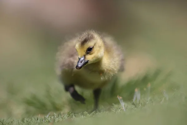 Egy Közeli Kép Egy Aranyos Kiskacsáról Szabadban — Stock Fotó