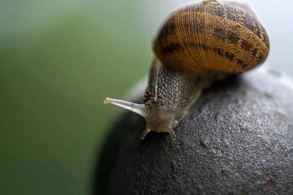 石上一只可爱蜗牛的特写镜头 — 图库照片