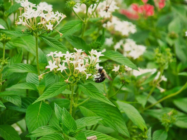 Closeup Shot Bumblebee Flower Outdoors — 图库照片