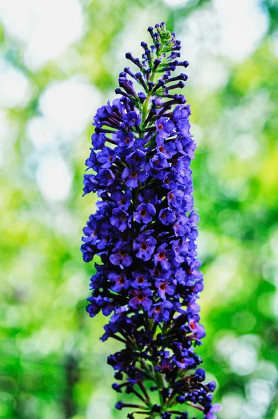 Een Verticaal Shot Van Purpere Buddleja Bloem — Stockfoto