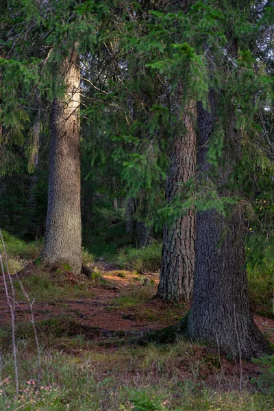 Vertikální Záběr Vysokých Borovic Lese — Stock fotografie
