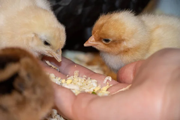 Egy Közeli Felvétel Két Cuki Csirkéről Amint Kukoricát Esznek — Stock Fotó
