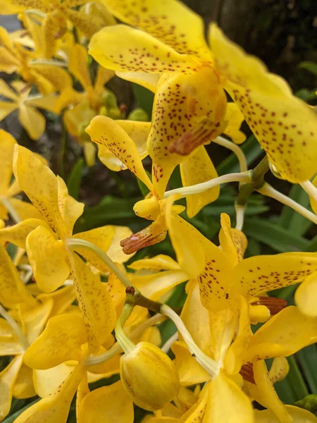 Vertical Closeup Shot Orange Spotted Orchids Park — Fotografia de Stock