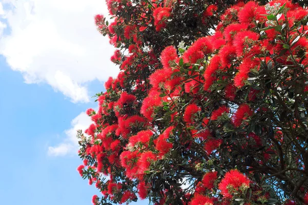 View Pohutukawa Metrosideros Excelsa Blooming Red Flowers — Stock Photo, Image