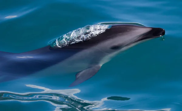 Zbliżenie Ujęcia Pięknego Delfina Pływającego Wychodzącego Spod Wody — Zdjęcie stockowe