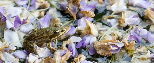 紫色の花でいっぱいの地面に森の中のカエルのクローズアップショット — ストック写真