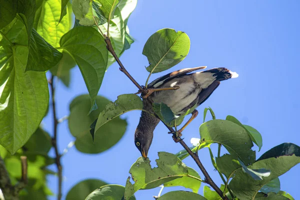 Крупный План Птицы Сидящей Ветке Зеленой Листвой — стоковое фото