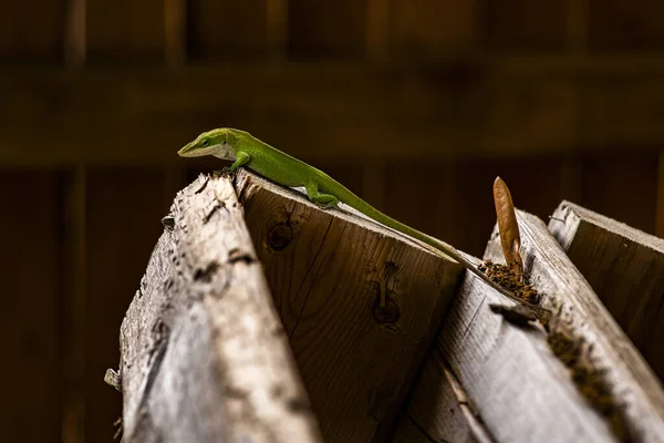 Anole Lizard Wooden Surface — Fotografia de Stock